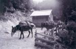 olymposli