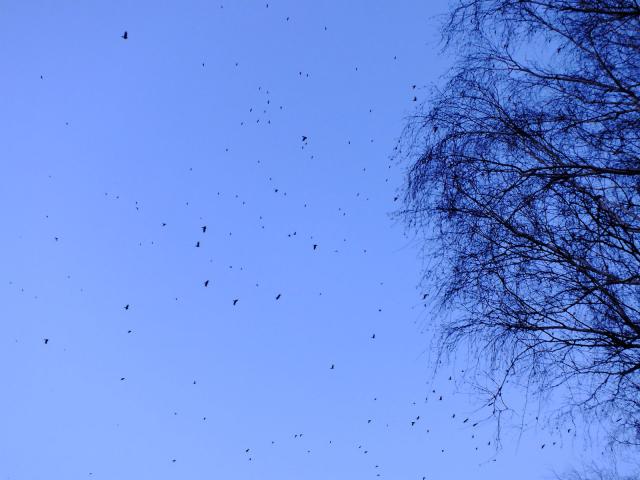 DSCF5591