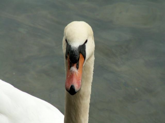 PICT8739.jpg