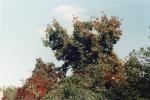 IMG01283175732A